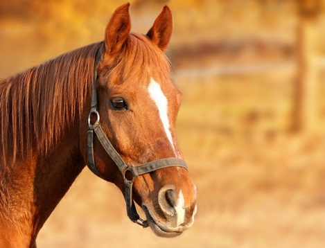 itinerari a cavallo matera